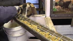 Кормушка для цыплят своими руками за 15 минут!