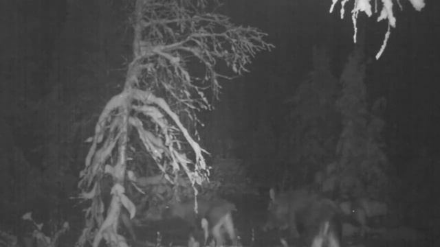 "Три спутника": лоси в заснеженном лесу, Вишерский камень, октябрь 2017 года смотреть онлайн