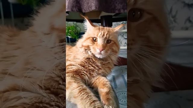 Блинчики с начинкой 😂😻#юмор#смешная озвучка. смотреть онлайн