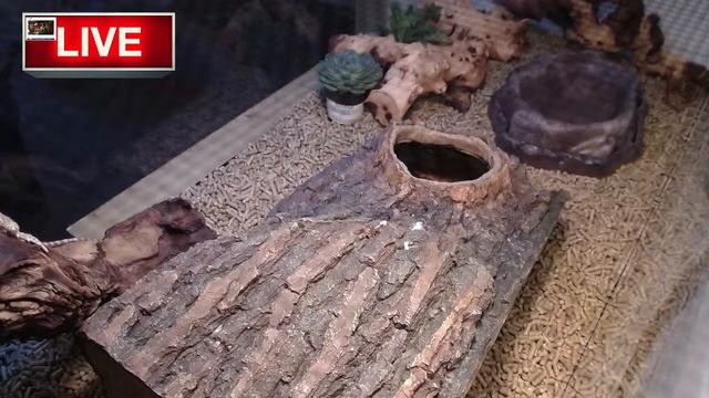 24/7 Bearded Dragon Live Cam смотреть онлайн