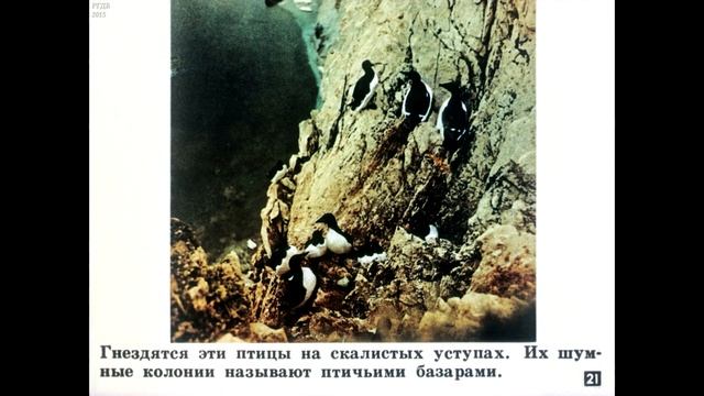 Диафильм Экологические группы птиц /по биологии для 7-8 класса/ смотреть онлайн
