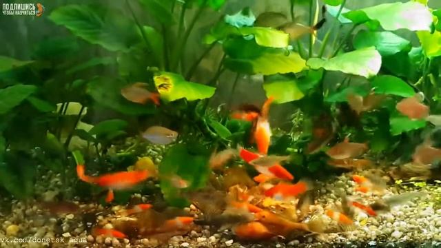 как сделать самодельный корм для рыб, How To Make Fish Food, Cómo Hacer Alimento Para Pece