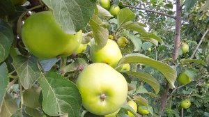 Август-лето на убыль.Яблони Толунай,Феникс Алтайский,Мартовское.Груши Чижевская и Внучка.2022