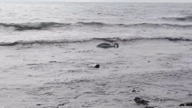 Лебеди на Черном море, Туапсе, дикий пляж смотреть онлайн