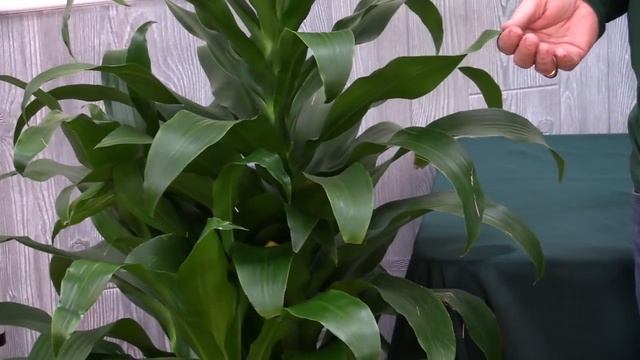 Dracaena deremensis Michiko of Hawaii from Plantz смотреть онлайн