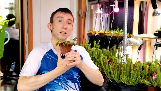 Хищные растения. Венерина мухоловка. Cодержание и уход дома, а так же многое другое. смотреть онлайн