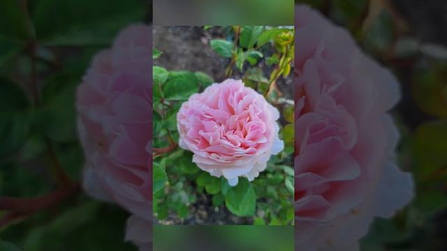 Princess Charlene De Monaco Hybrid Tea Rose | Southern California