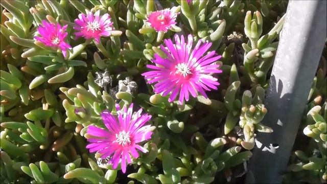 Delosperma Cooperi: Trailing Iceplant - Rote Mittagsblume