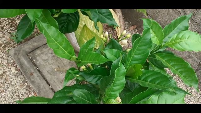 APLICA ESTE ABONO ORGÁNICO A TUS PLANTAS / Para darle Verdor y Crecimiento смотреть онлайн