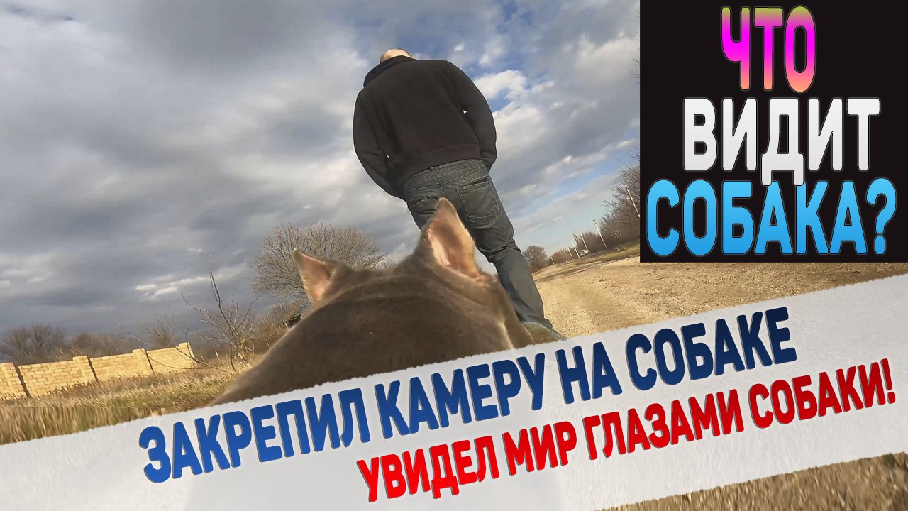 Мир глазами собаки!!! Камера GOPRO9 закреплена на собаке. смотреть онлайн