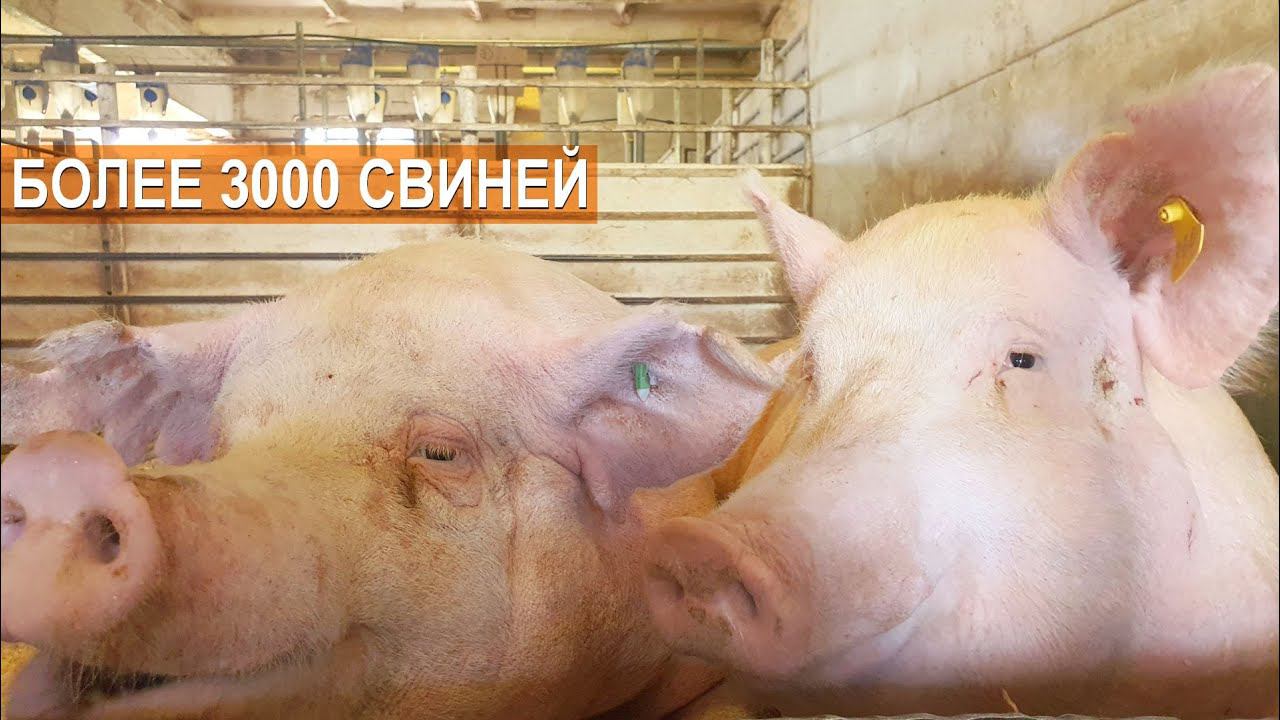 3200 свиней и мясной скот на ферме Павла Дергачёва