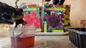 Что делать с проросшими луковицами лилий в марте