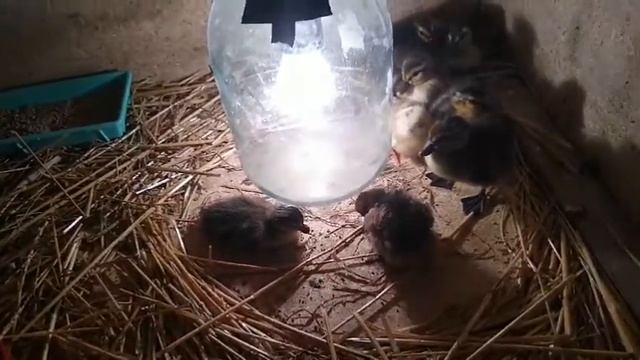 Дикие утята////Вывод диких утят////утята///