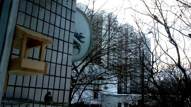 Синички обкатывают новую кормушку смотреть онлайн