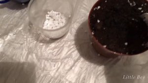 РАЗМНОЖЕНИЕ ШЕФЛЕРЫ с помощью листа