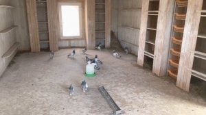 Парю голубей.