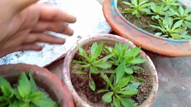 Grow Petunia flowers 🌺 with 120 days update | Petunia plants care смотреть онлайн