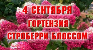 4 сентября. Гортензия Строберри Блоссом