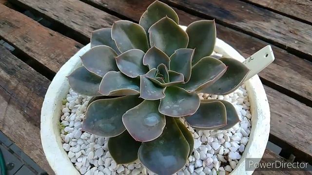 Echeveria Rubra, Vamos cuidar de nossas Echeverias... смотреть онлайн