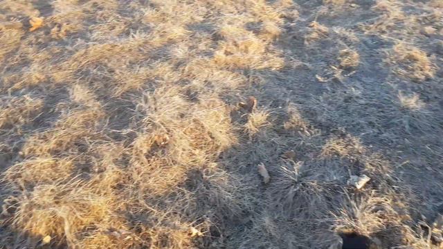 Ротвейлер🐕,весна☀️,клещи🕷 смотреть онлайн