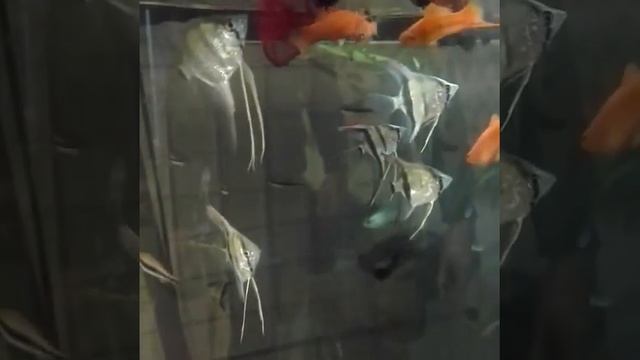 Скалярии зебра смотреть онлайн