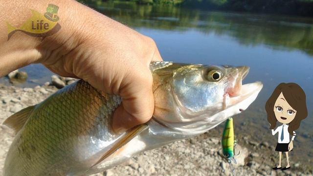 Как и где ловить жерех в апреле? Секреты ловли жереха в апреле! смотреть онлайн