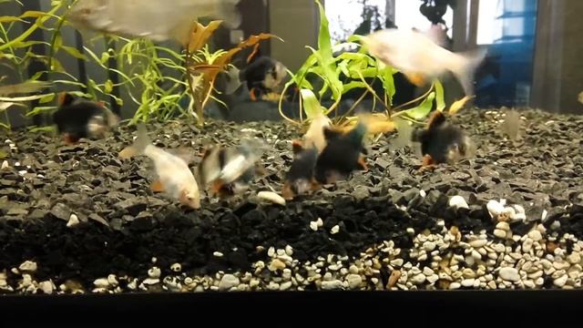 Горчак в домашнем аквариуме смотреть онлайн