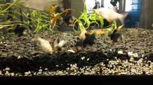 Горчак в домашнем аквариуме