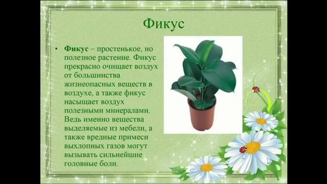 «Юный цветовод» Лекарственные комнатные растения. смотреть онлайн