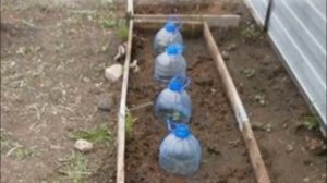 Кабачок цукеша подготовка и посадка