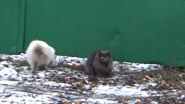 коты с озвучкой смешные озвучки с котами смотреть онлайн