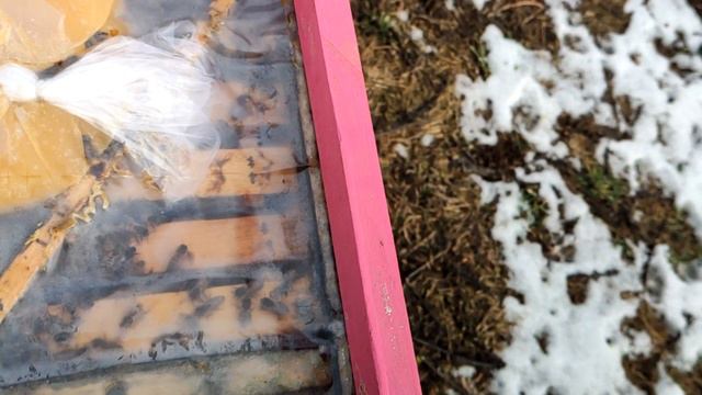 Зимовка пчёл 31.01.2022. Осмотр эксперимента по изоляции маток. Как зимует итальянка!? смотреть онлайн