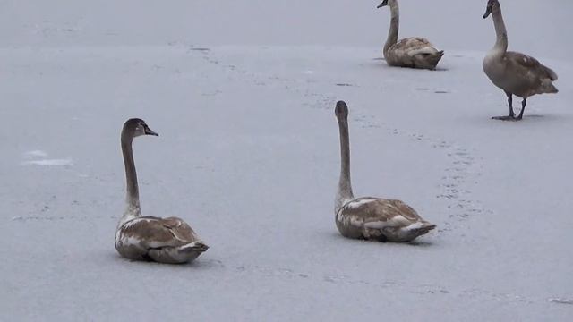 Лебеди от весны до зимы. 10 часть Декабрь месяц. Swans from spring to winter. смотреть онлайн