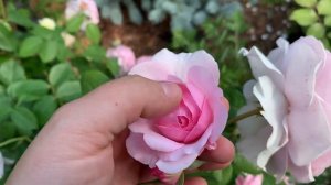 ?Роза ОЛИВИЯ РОУЗ Девида Остина. ⭐️Обзор. ?Olivia rose David Austin