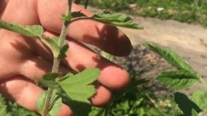 Ниваки из боярышника. Время сделать прищипку