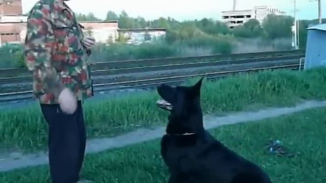 Восточно-Европейская овчарка ОБУЧЕНИЕ ПОСЛУШАНИЮ смотреть онлайн
