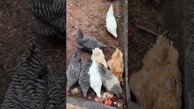 Scrap time at the coop смотреть онлайн