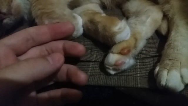 Глажу толстого кота - Толстый кот Мурзик