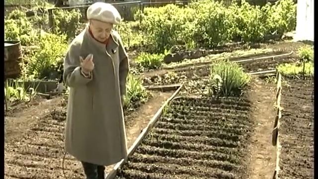 Посадка лука севка весной. Урожайные грядки смотреть онлайн