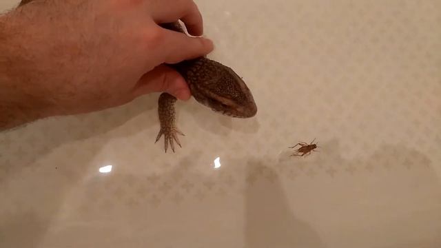 Капский варан и плавающие сверчки смотреть онлайн