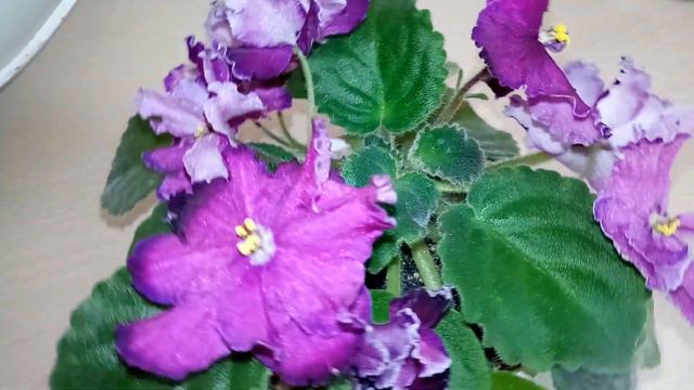 Новая уценка Burrageara Nellie Isler 'Swiss Beauty', пересадка и моя шикарная фиалочка. смотреть онлайн