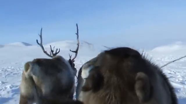 В гостях у чукчей оленеводов Chukchi смотреть онлайн