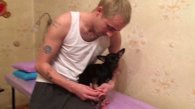 Как сломать собаку Подробная инструкция ⇑ ⇑ ⇑ смотреть онлайн