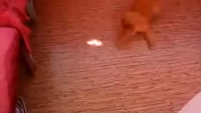 Кот чечеточник Cat tap dancer смотреть онлайн