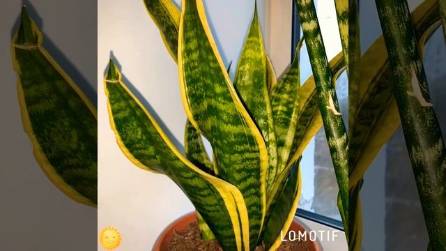 Сансевиерия ( Щучий хвост) на моем окне .Полезные свойства??? смотреть онлайн