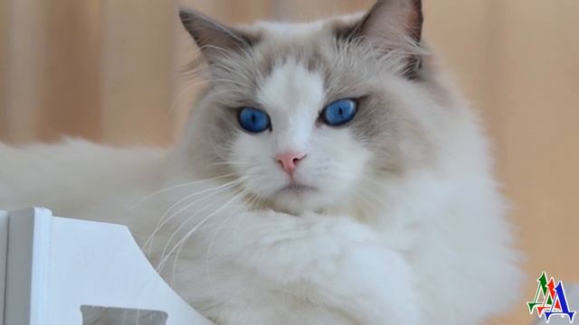 Кошка, пристроенная в богатый дом, совсем зазналась смотреть онлайн