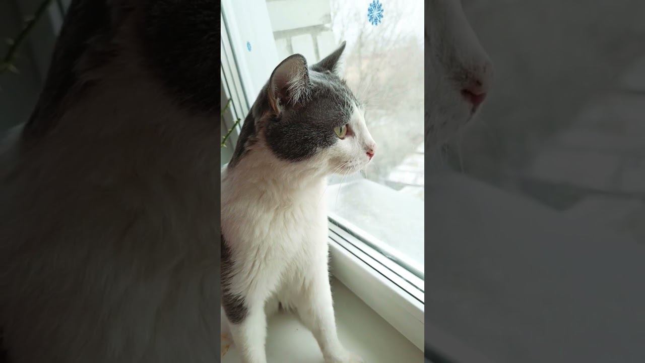 Мой котик любит мечтать, и смотреть в окно. #кот #мурзик #добро #любовь #осень #лайк #питомец смотреть онлайн