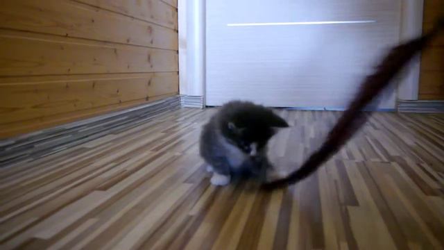 Норвежский лесной котенок Genry On Fashion Peak, 4 недели смотреть онлайн