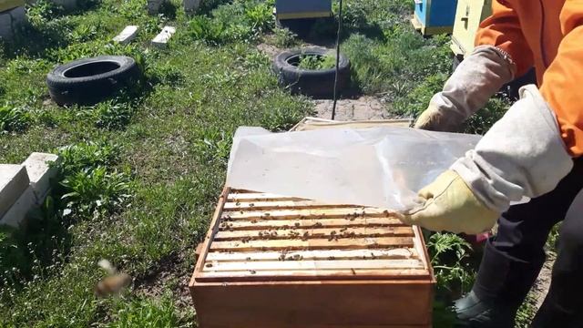 Расширяем пчелиное гнездо. Ставим магазины на улья. смотреть онлайн