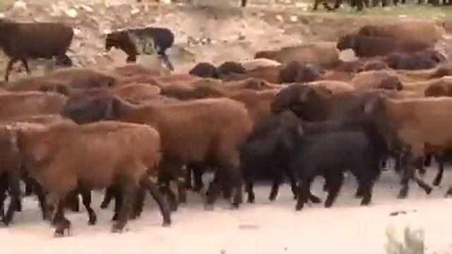 Красивая узбекская песня в исполнение таджикского певца Сафар Хакназарова. смотреть онлайн